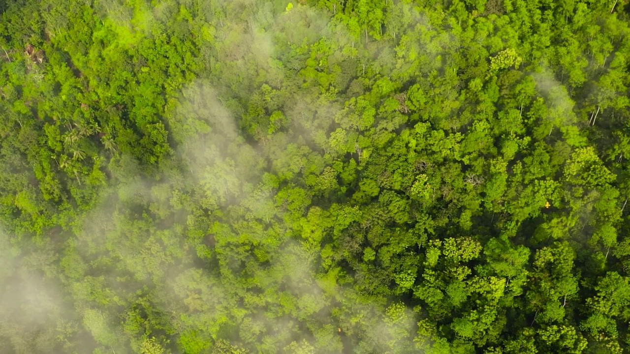 热带山脉和山坡上有雨林。斯里兰卡。视频素材