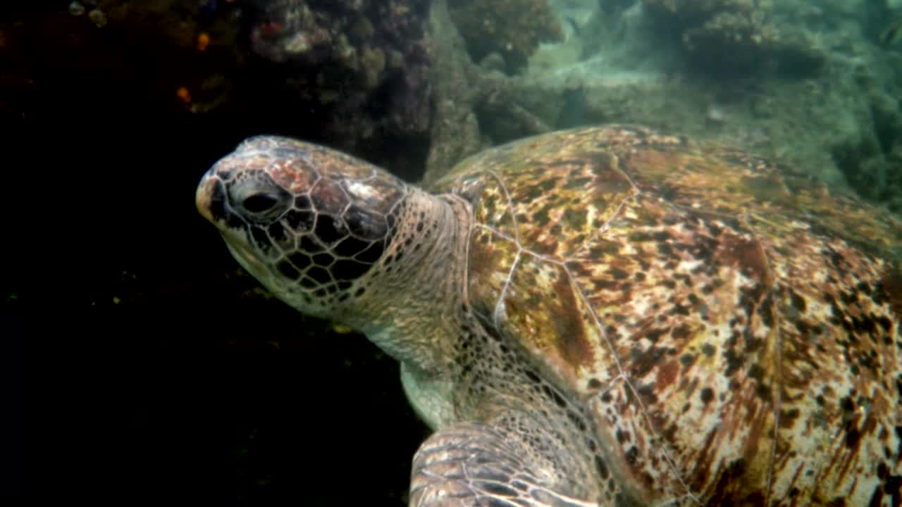 巨大的雌性老大海龟游泳在深蓝色的海洋中珊瑚礁。关闭了。海洋野生动物视频素材