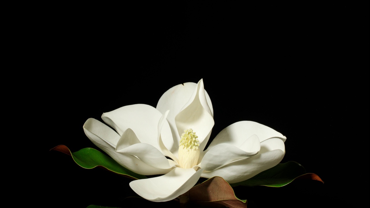 广玉兰开花的时间流逝，南国玉兰或牛湾，大白花从萌芽到盛开，4k镜头摄影棚拍摄。视频素材