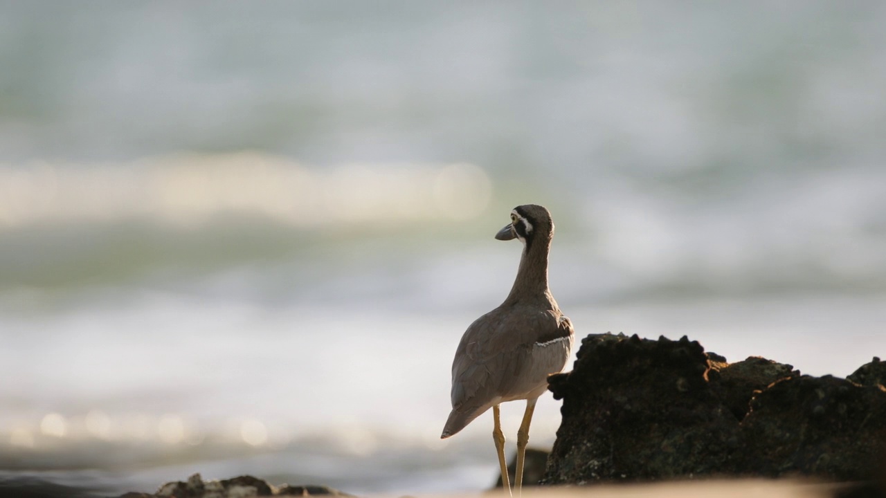 滨鸟:成年海滩粗膝也被称为海滩石鸻(Esacus magnirostris)。视频素材