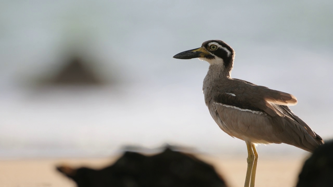 滨鸟:成年海滩粗膝也被称为海滩石鸻(Esacus magnirostris)。视频素材