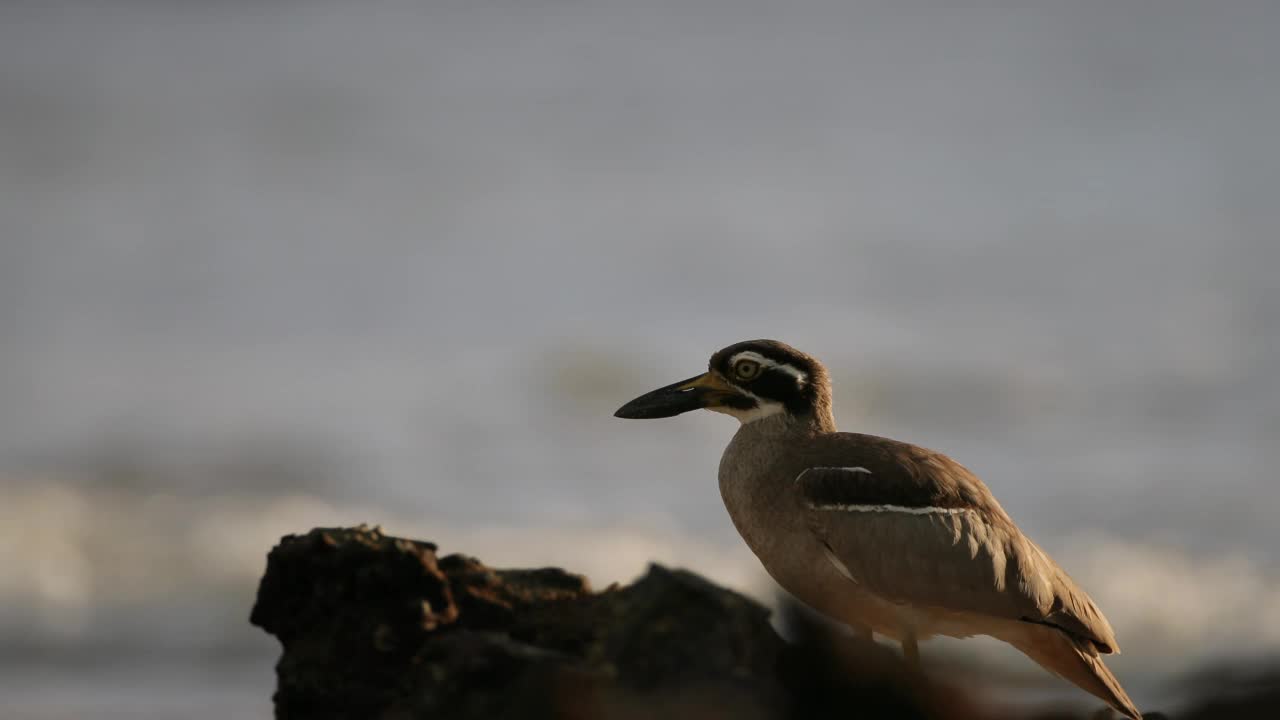 滨鸟:成年海滩粗膝也被称为海滩石鸻(Esacus magnirostris)。视频素材