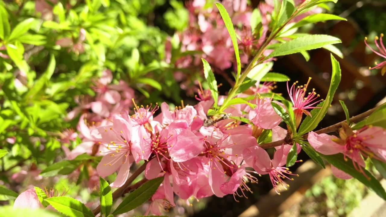 樱花。闭合开花的樱桃树枝，自然模糊的背景，选择性聚焦视频素材