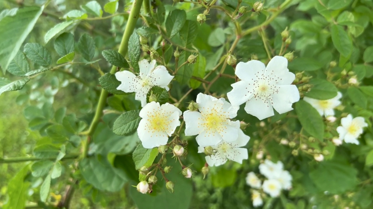 白色多花玫瑰花黄色雄蕊和绿叶在温柔的微风中特写视频素材