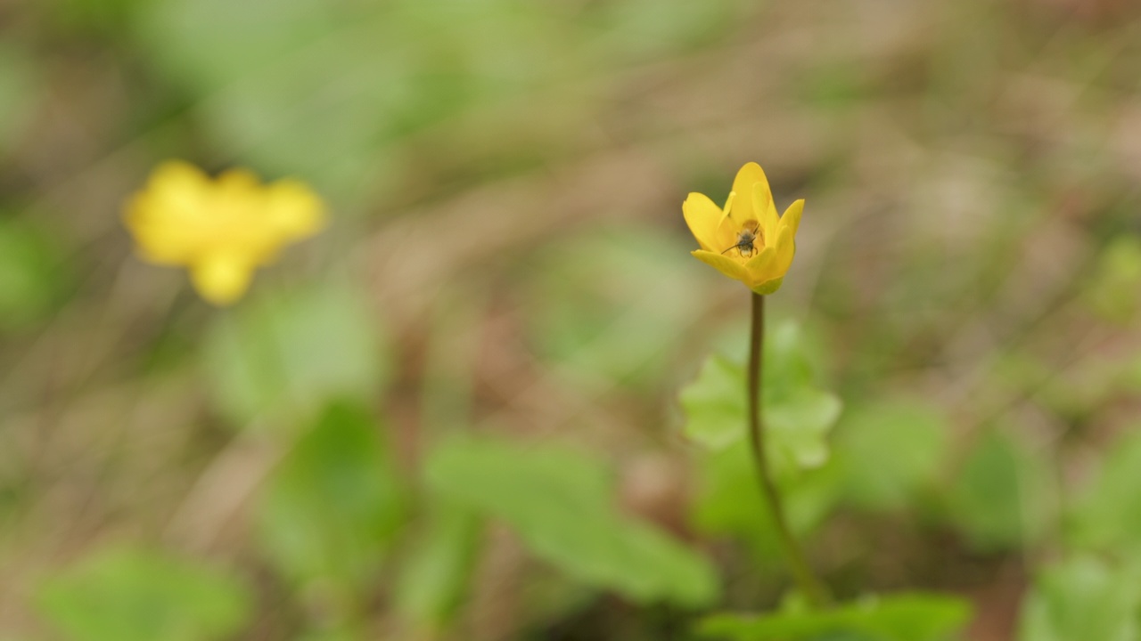 小白屈菜或黄色白屈菜。野黄花在草地上盛开。视频素材