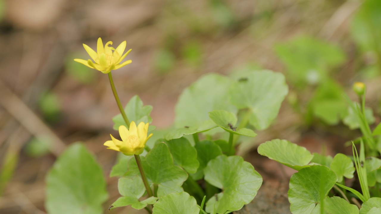 小白屈菜或黄色白屈菜。野黄花在草地上盛开。视频素材