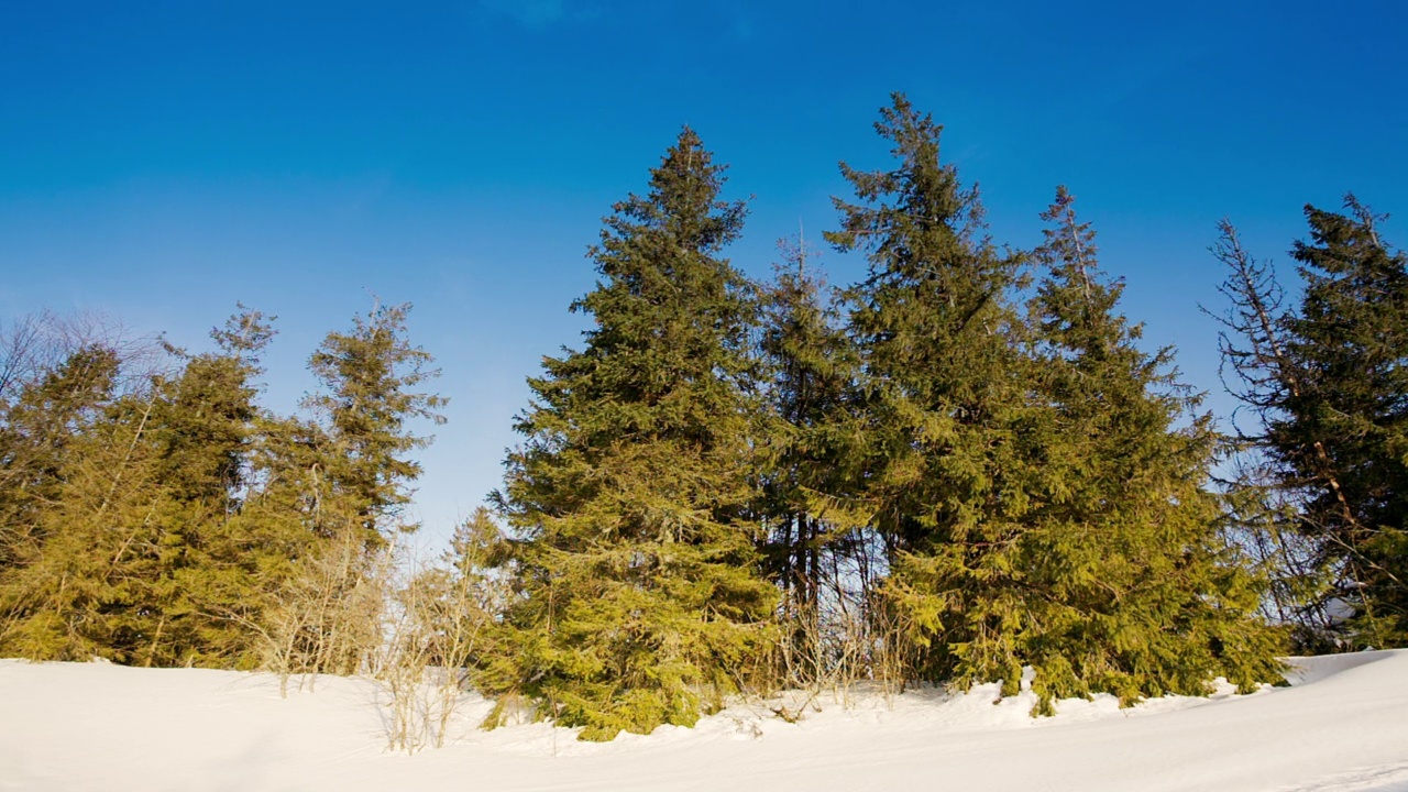 从上面看，巨大的荒野和雪山。在一个寒冷的冬日里，在一个阳光明媚的早晨拍摄的绿色云杉森林。高清高质量拍摄视频素材