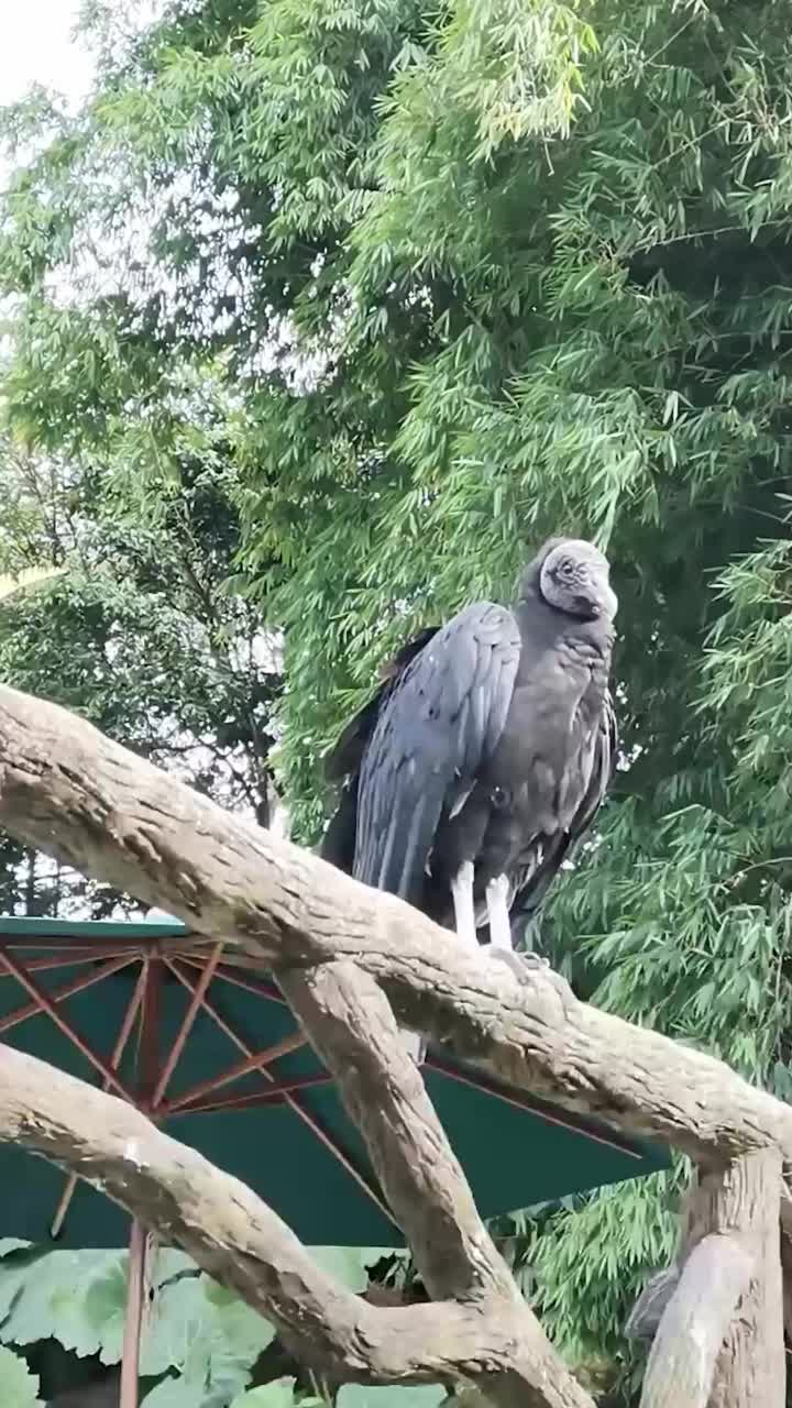 黑色秃鹫低空起飞。黑秃鹫(Coragyps atratus)站在围栏上，起飞了。视频素材