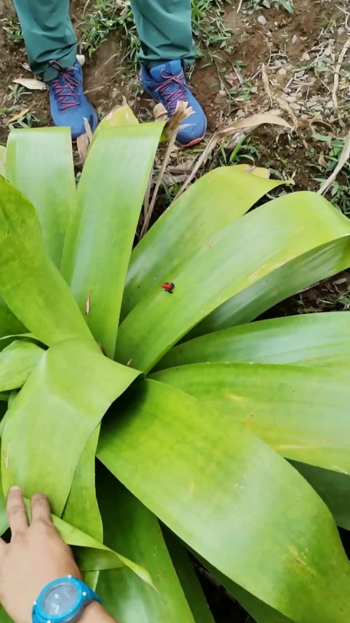 蜘蛛侠蛙，草莓毒蛙(Oophaga pumilio)，蓝色牛仔裤蛙。2022年2月，中美洲哥斯达黎加。视频素材