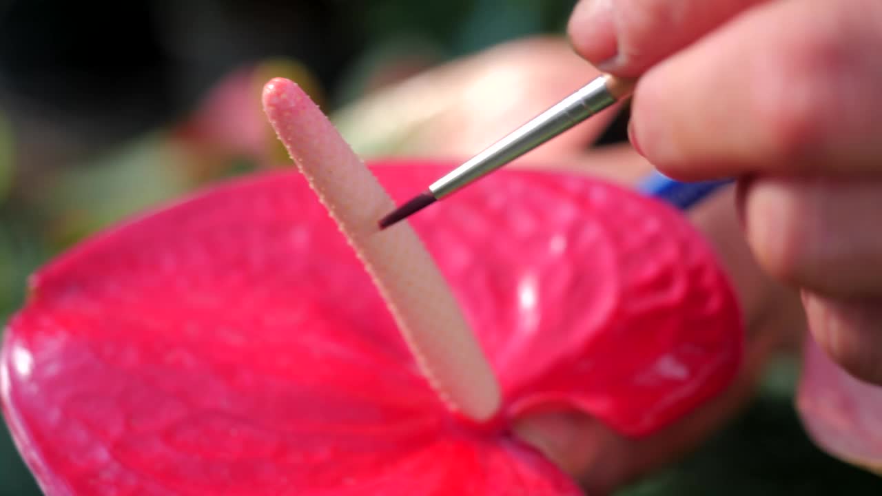 花烛属植物育种过程视频下载