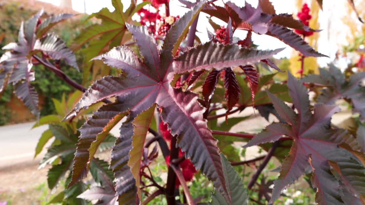 蓖麻的花和叶被称为蓖麻，蓖麻豆或蓖麻油植物，用于花园装饰视频素材