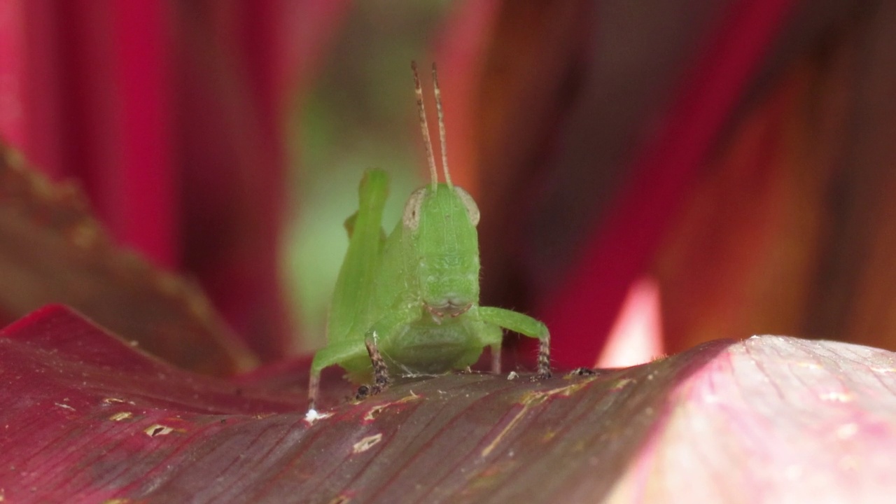 绿色Grasshoper视频素材