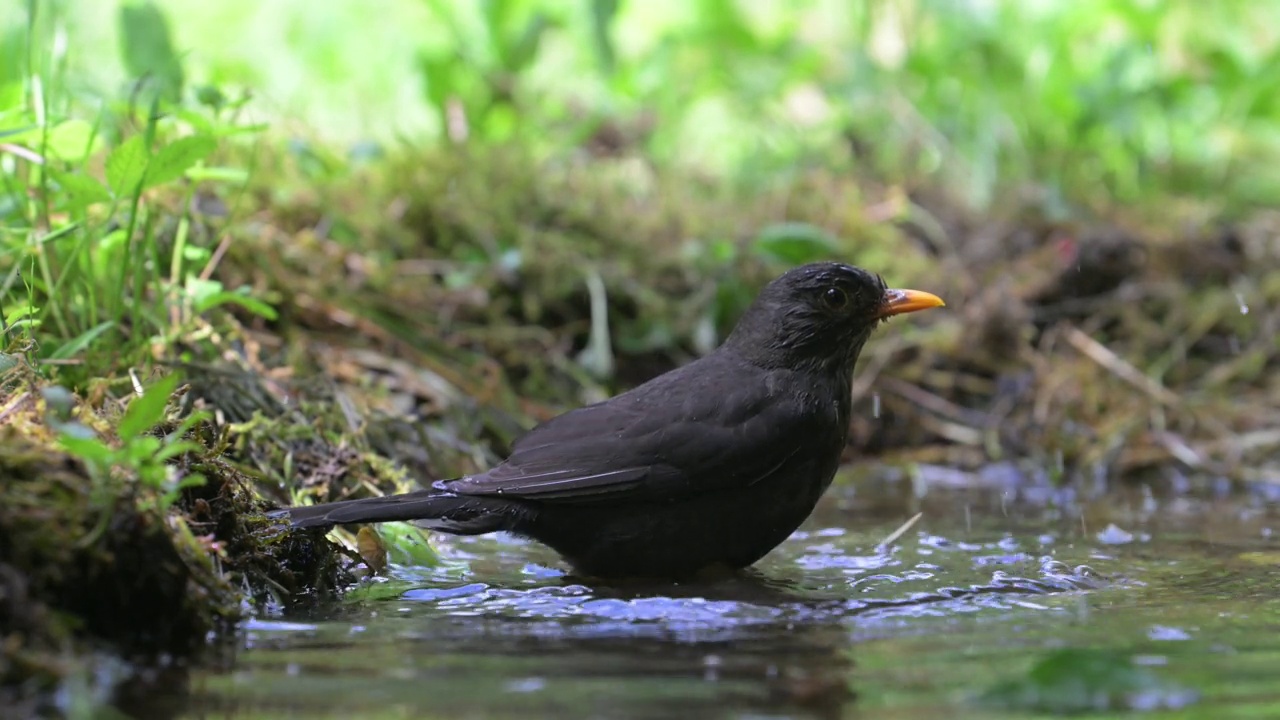 黑鸟洗涤（Turdus merula）视频素材