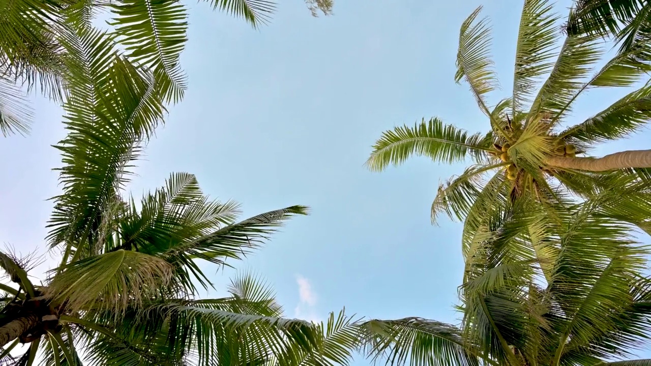 夏天的椰叶随风摇曳。视频素材