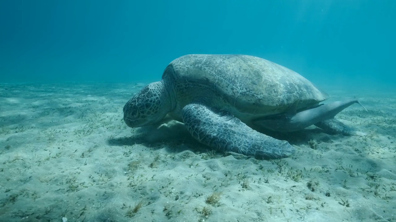 海龟和䲟鱼在海底吃绿色的海草的特写。绿海龟(Chelonia mydas)水下拍摄，慢动作视频素材