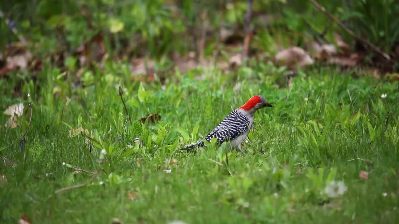 红腹啄木鸟(Melanerpes carolinus)在草地上寻找食物视频素材