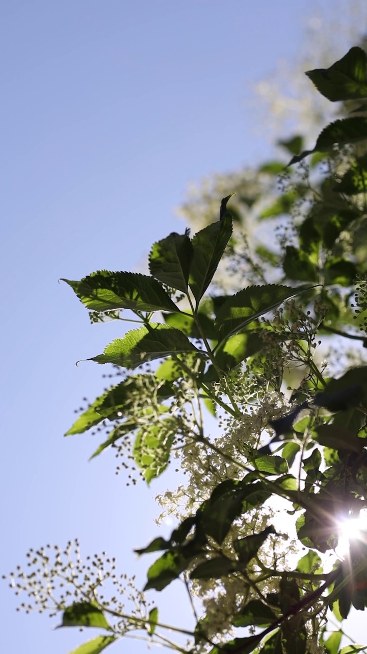 朵朵接骨木花丛在阳光明媚的春天开花视频素材