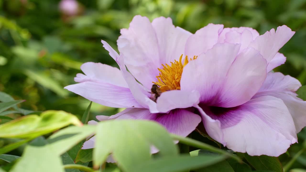 花园里一朵粉红色的大牡丹。视频素材