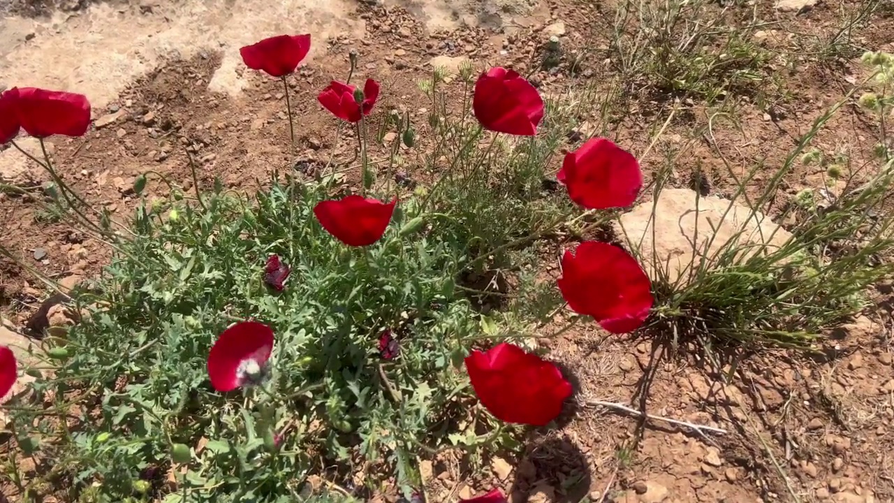 红色的罂粟花在微风中摇曳视频素材