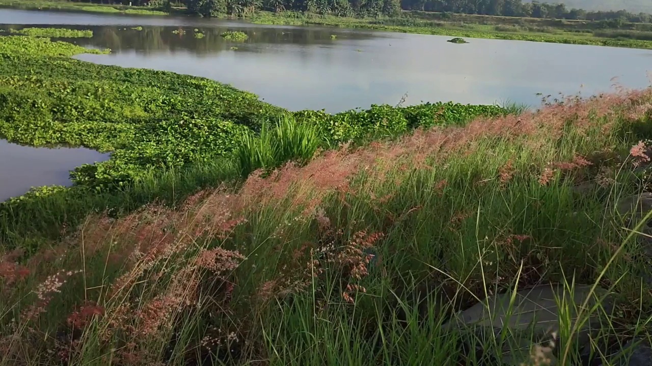 河边的杂草视频下载