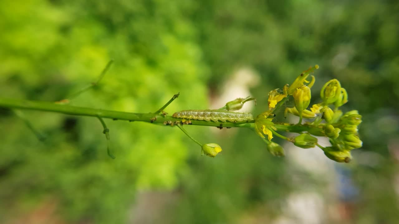 越南甜菜夜蛾在绿芥菜花上受伤。视频素材