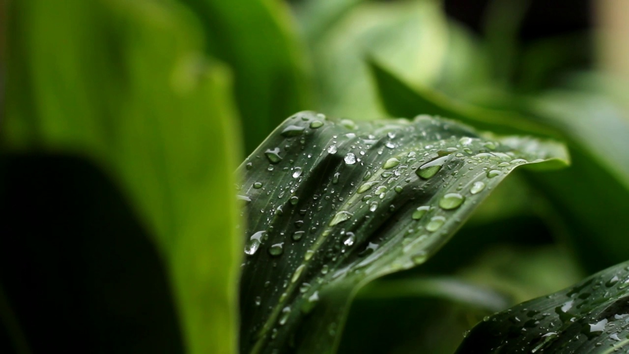 雨后视频素材