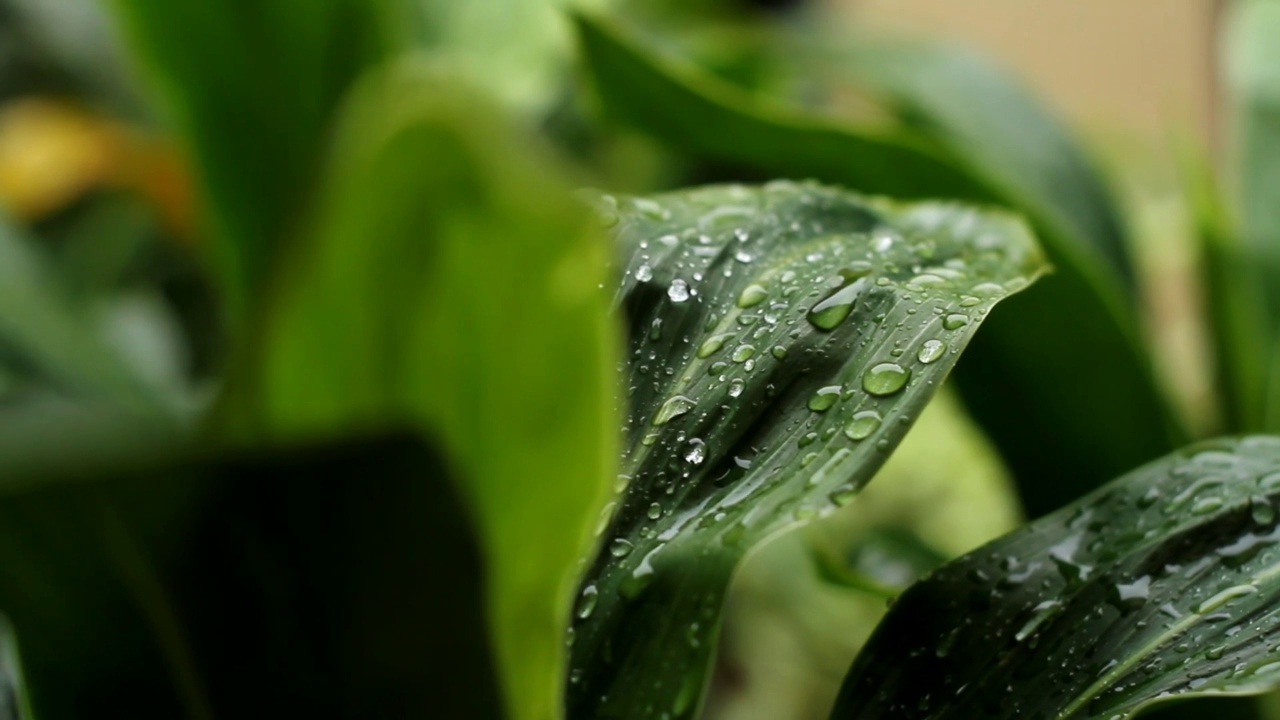 雨后视频素材