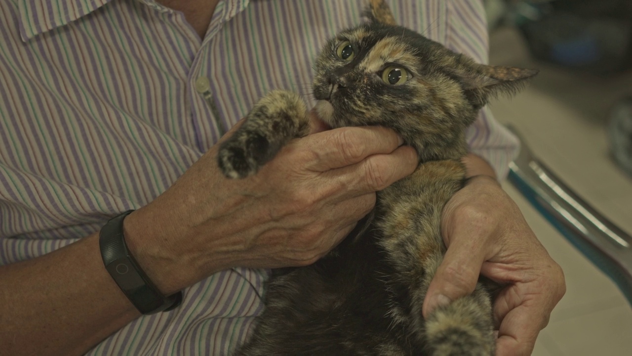 老男人在屋里抚摸一只猫。视频素材