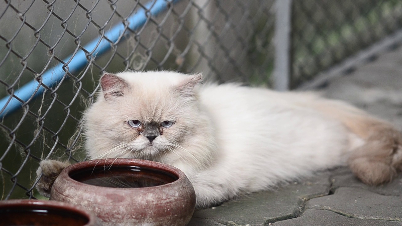 我家的猫视频下载