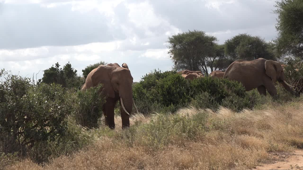 非洲的狩猎之旅。大草原上的大象。视频素材