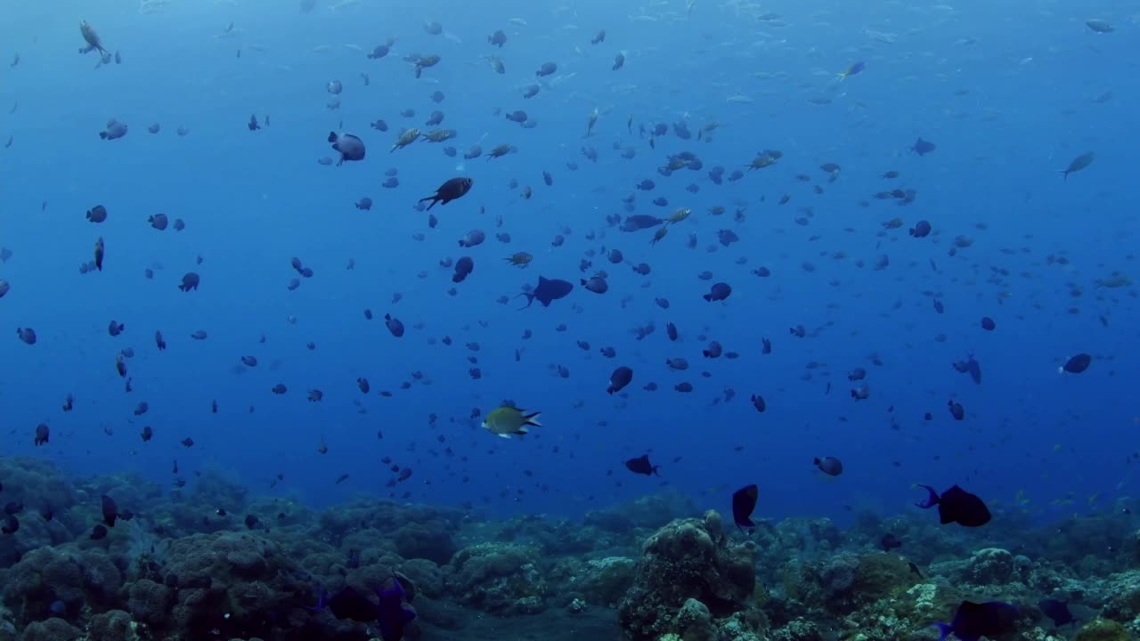 印度尼西亚的海洋生物视频素材