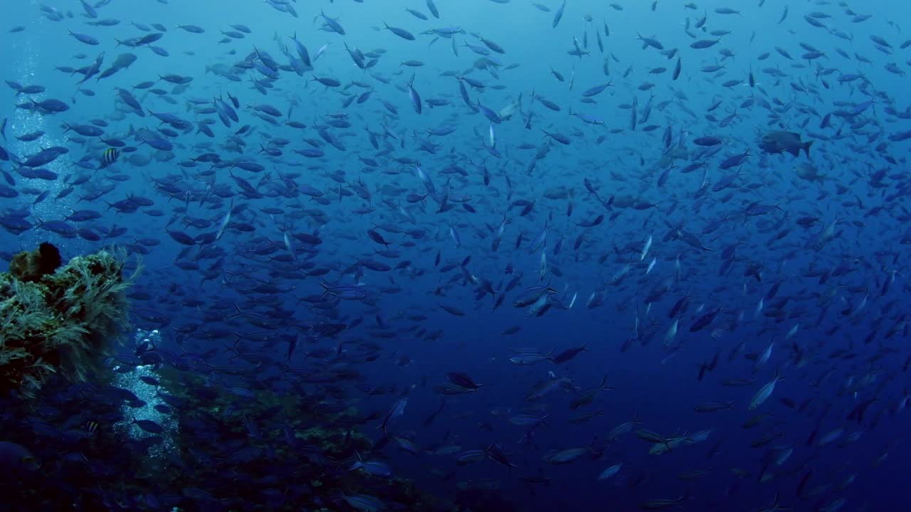 印度尼西亚的海洋生物视频素材