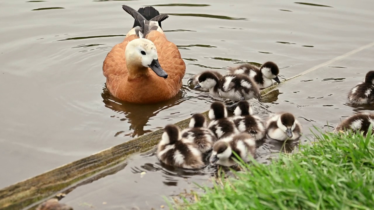 红色的shelduck (Tadorna ferruginea duck)与小鸭在池塘游泳，近景视频素材