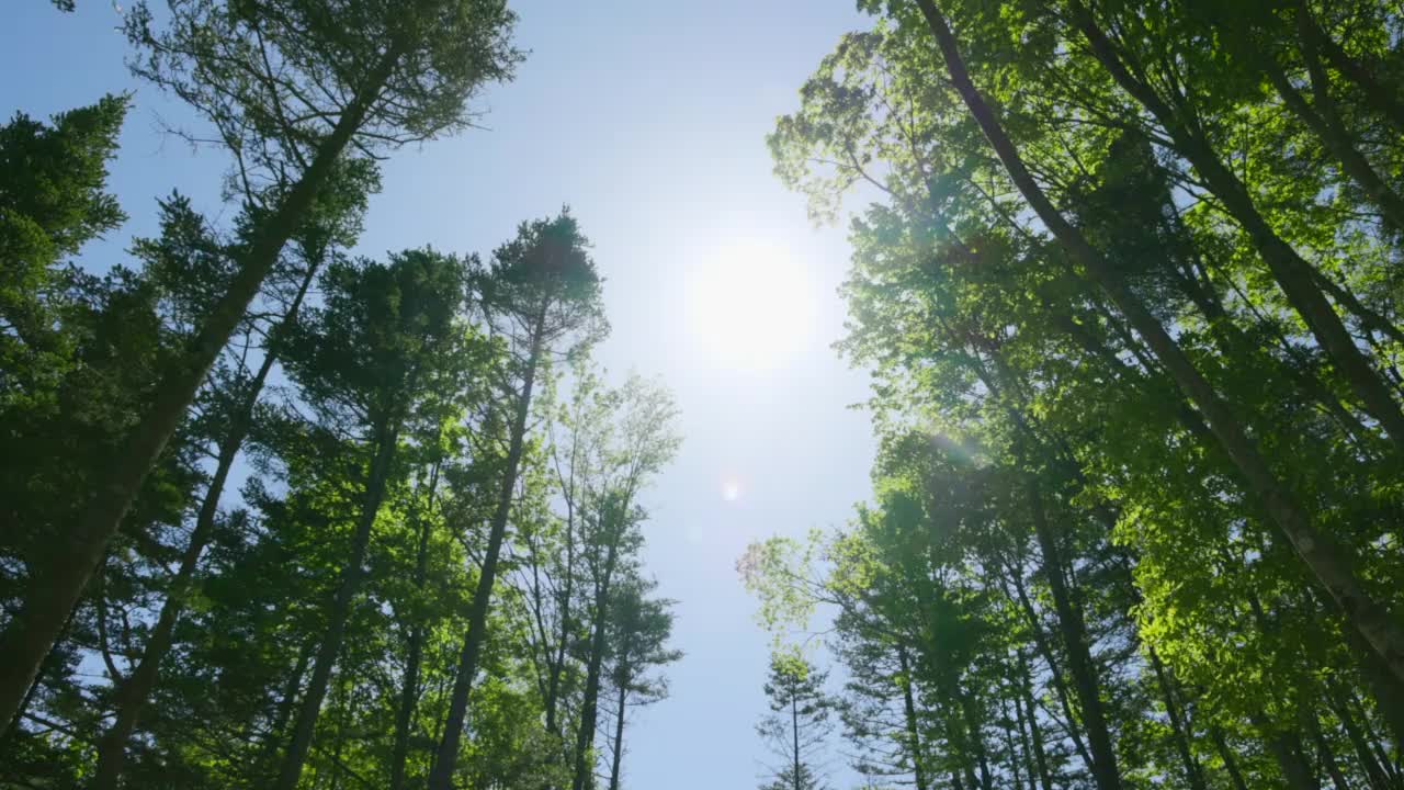 新鲜的绿色树和美丽的阳光视频素材