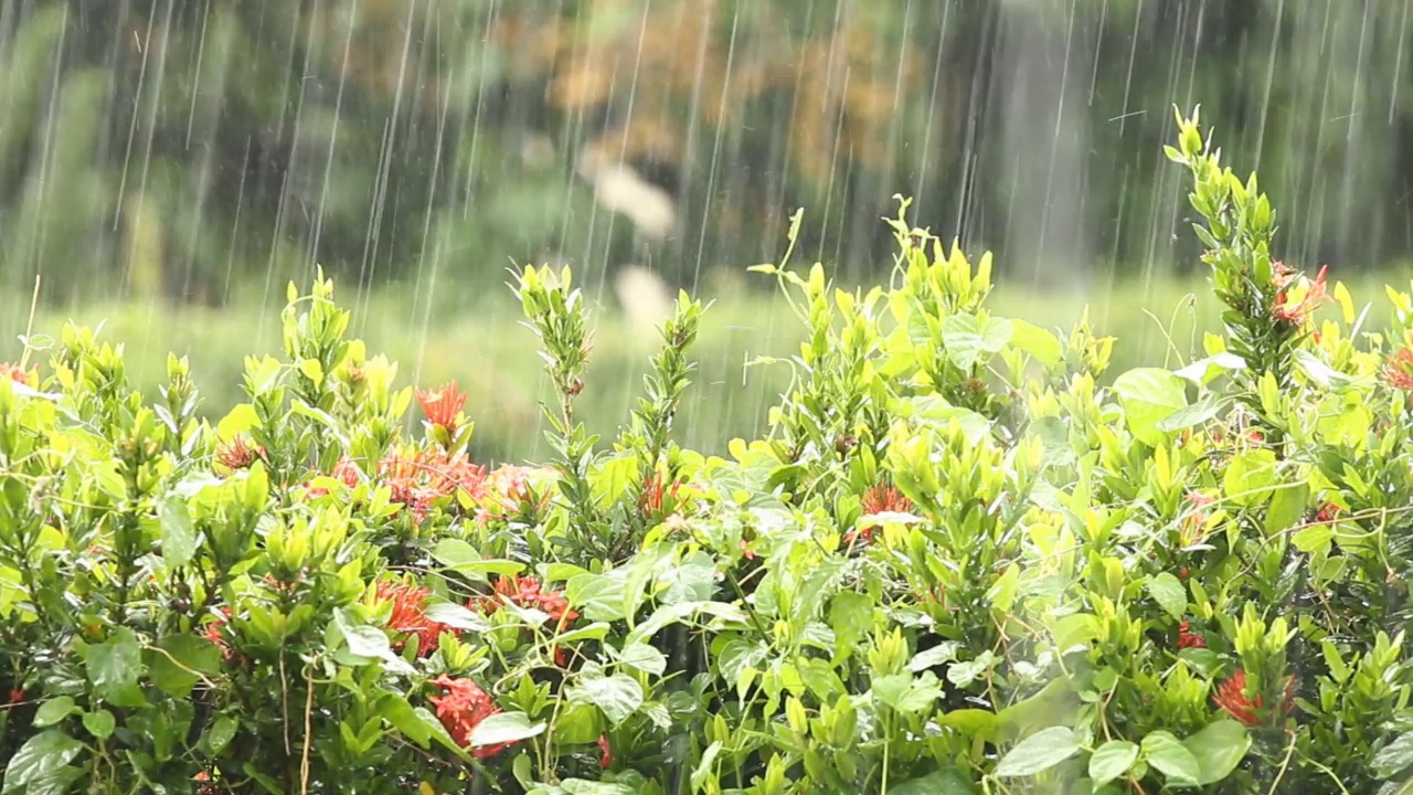 暴雨时雨水落在树上视频素材