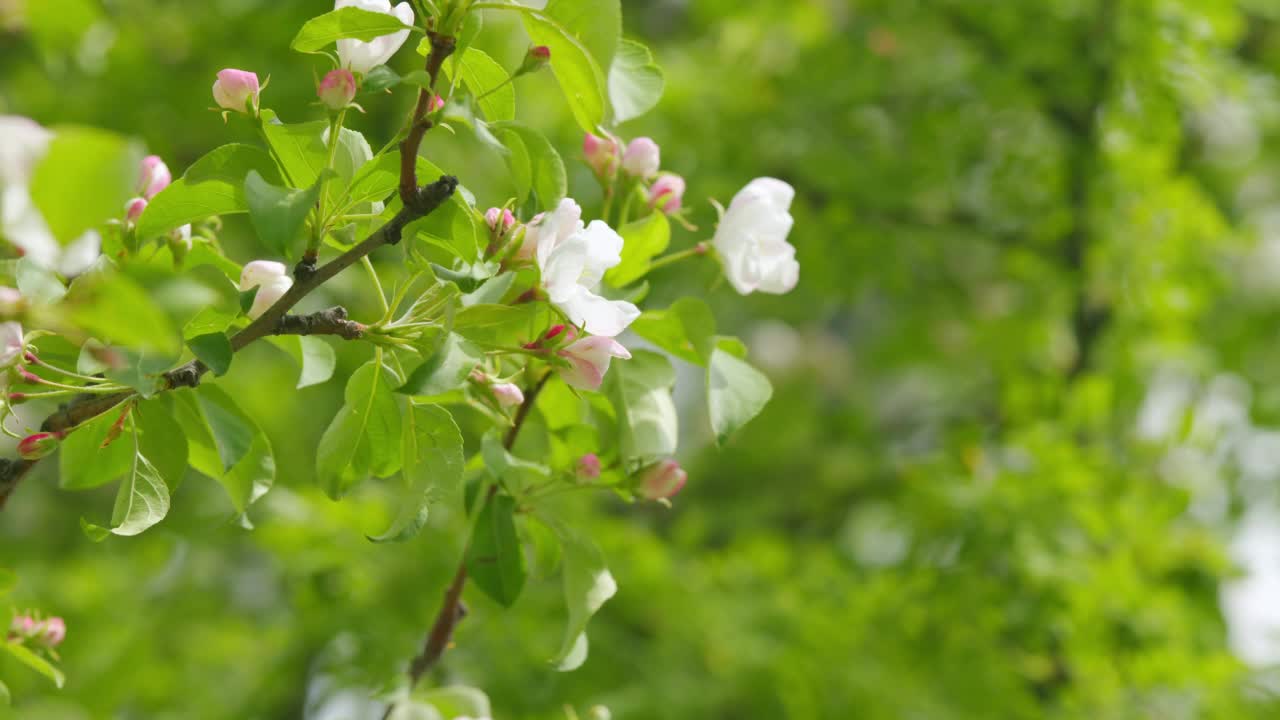 美丽的春天，苹果树花开了。美丽的花朵在树枝上。视频素材