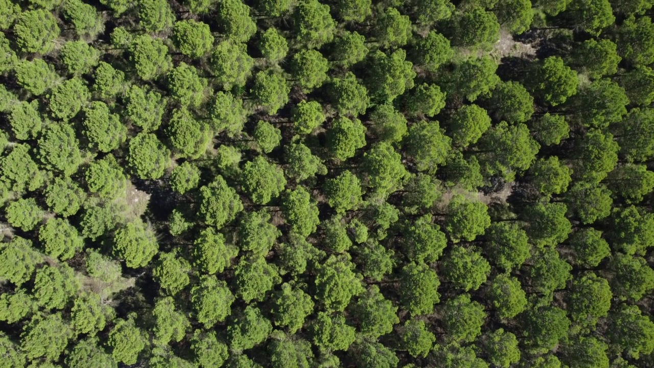 鸟瞰图，整幅图是成排的松树林。视频素材