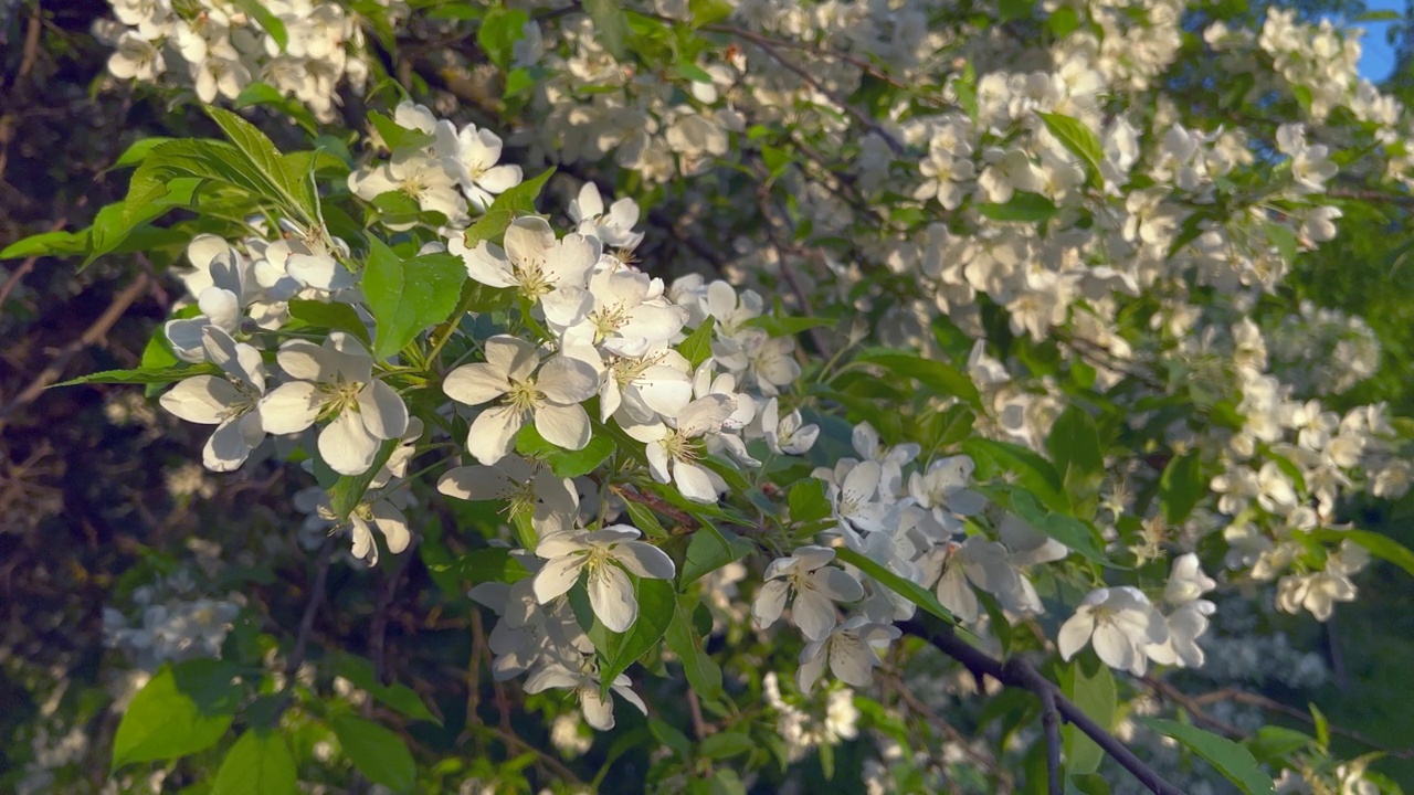 苹果树开花视频素材