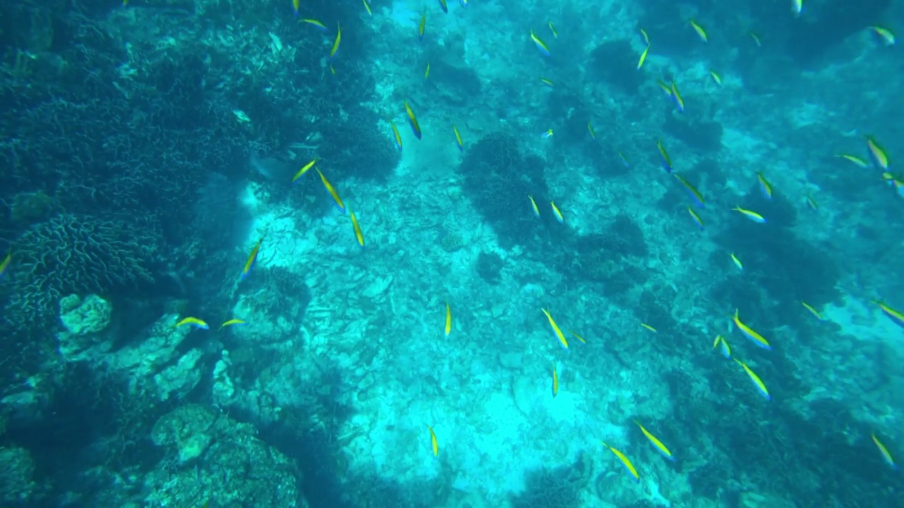 在安达曼海浮潜。珊瑚是死亡视频素材