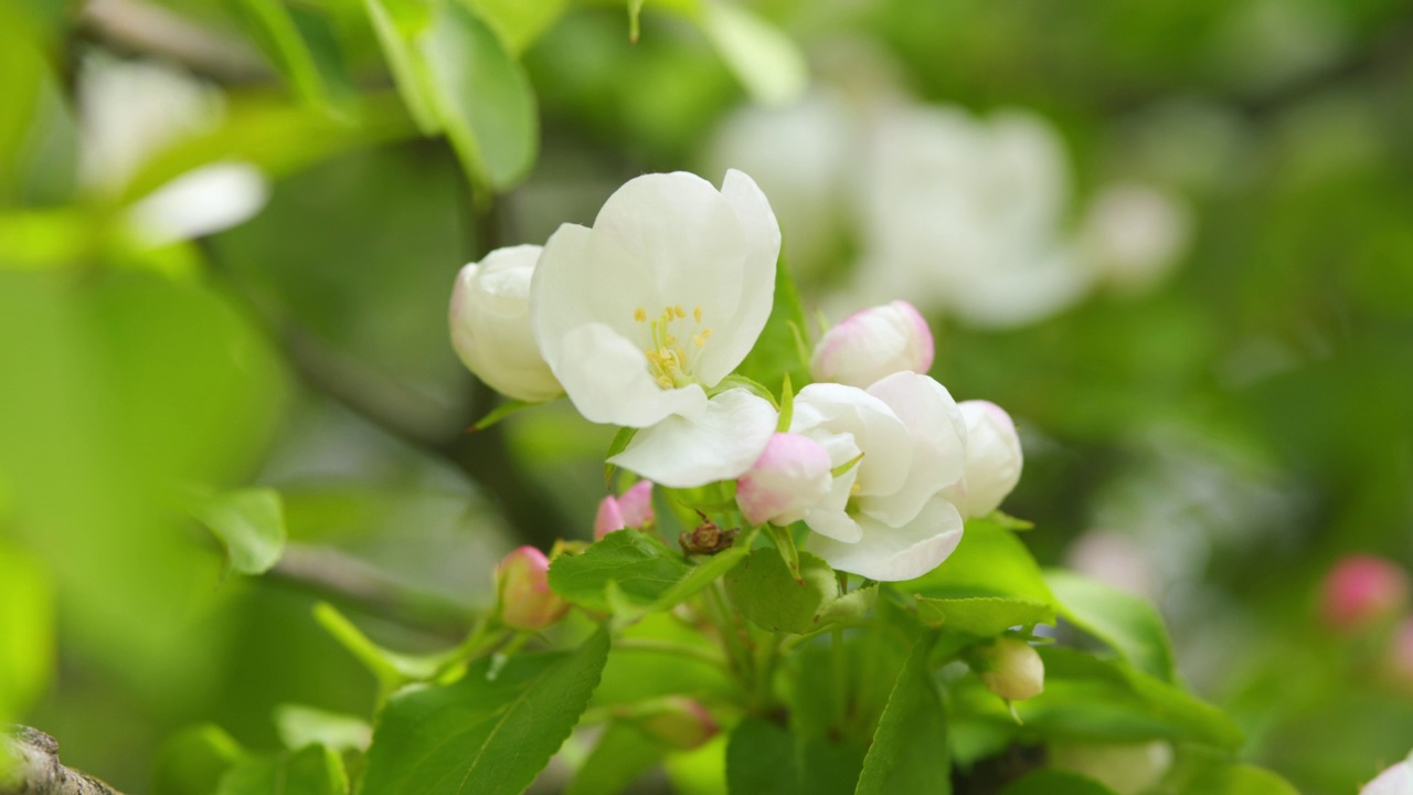 春天苹果树上的苹果花在花园里绽放。春天大自然。视频素材