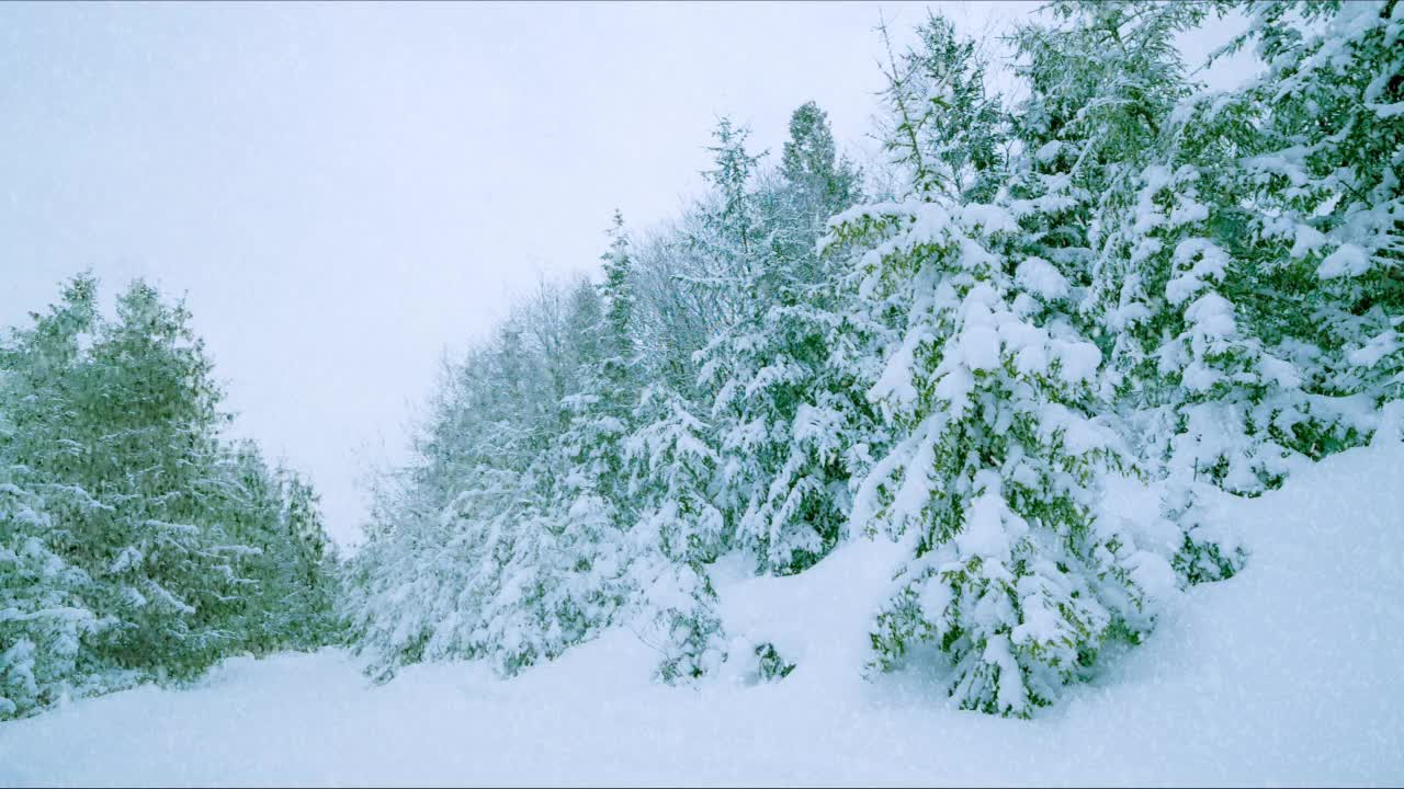 雪落在山上的森林树木上。美丽的4K超高清视频剪辑拍摄在寒冷的冬季喀尔巴阡山公园。高原国家公园的雪季镜头用4K拍摄视频素材