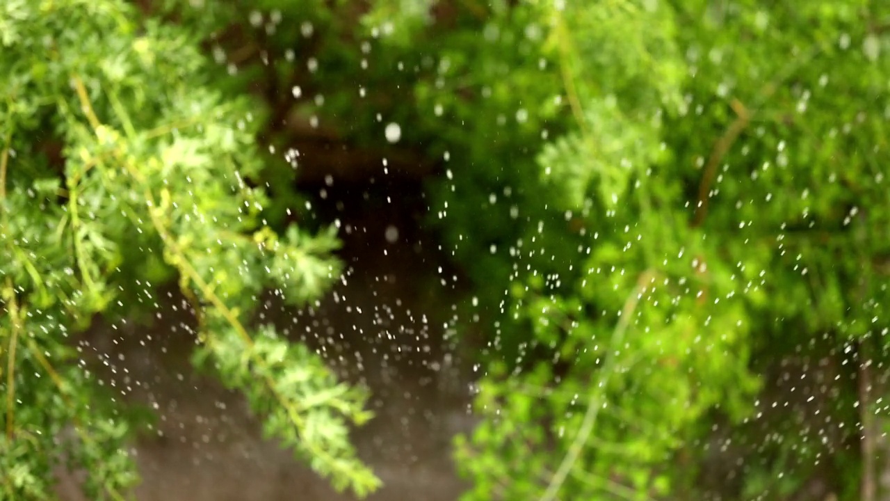 雨中有花的树枝视频素材