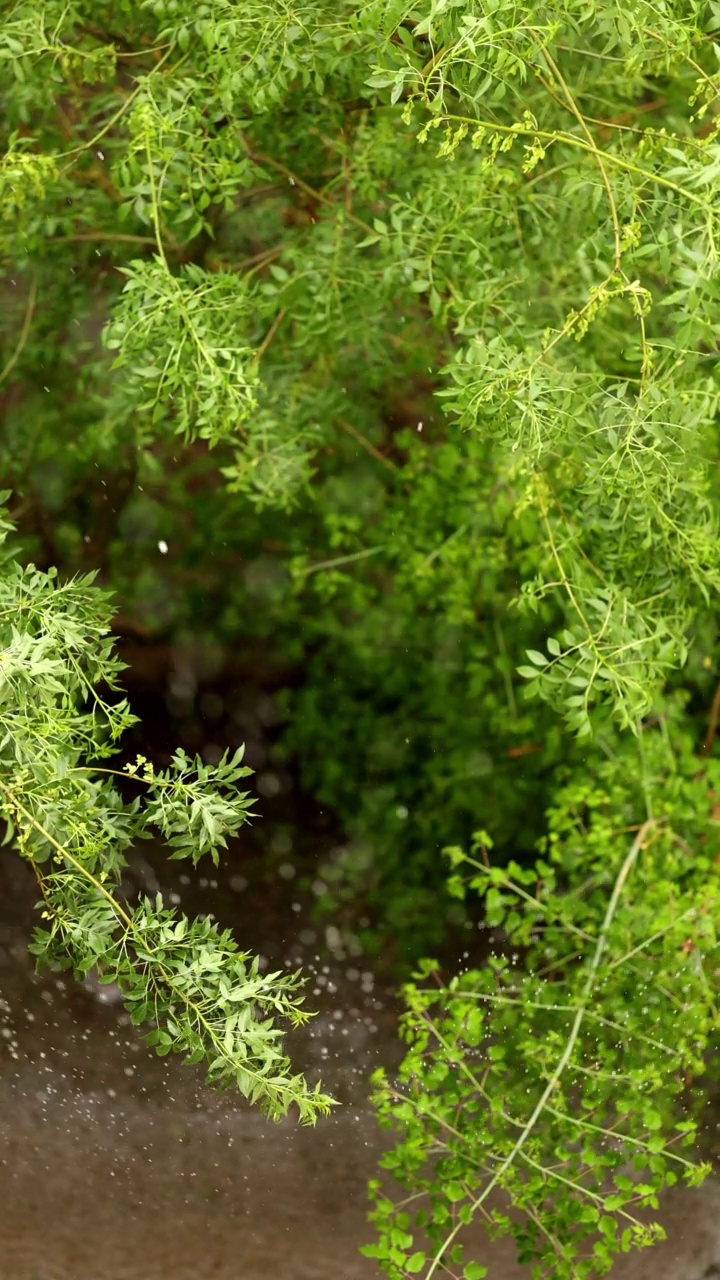 雨中有花的树枝视频素材