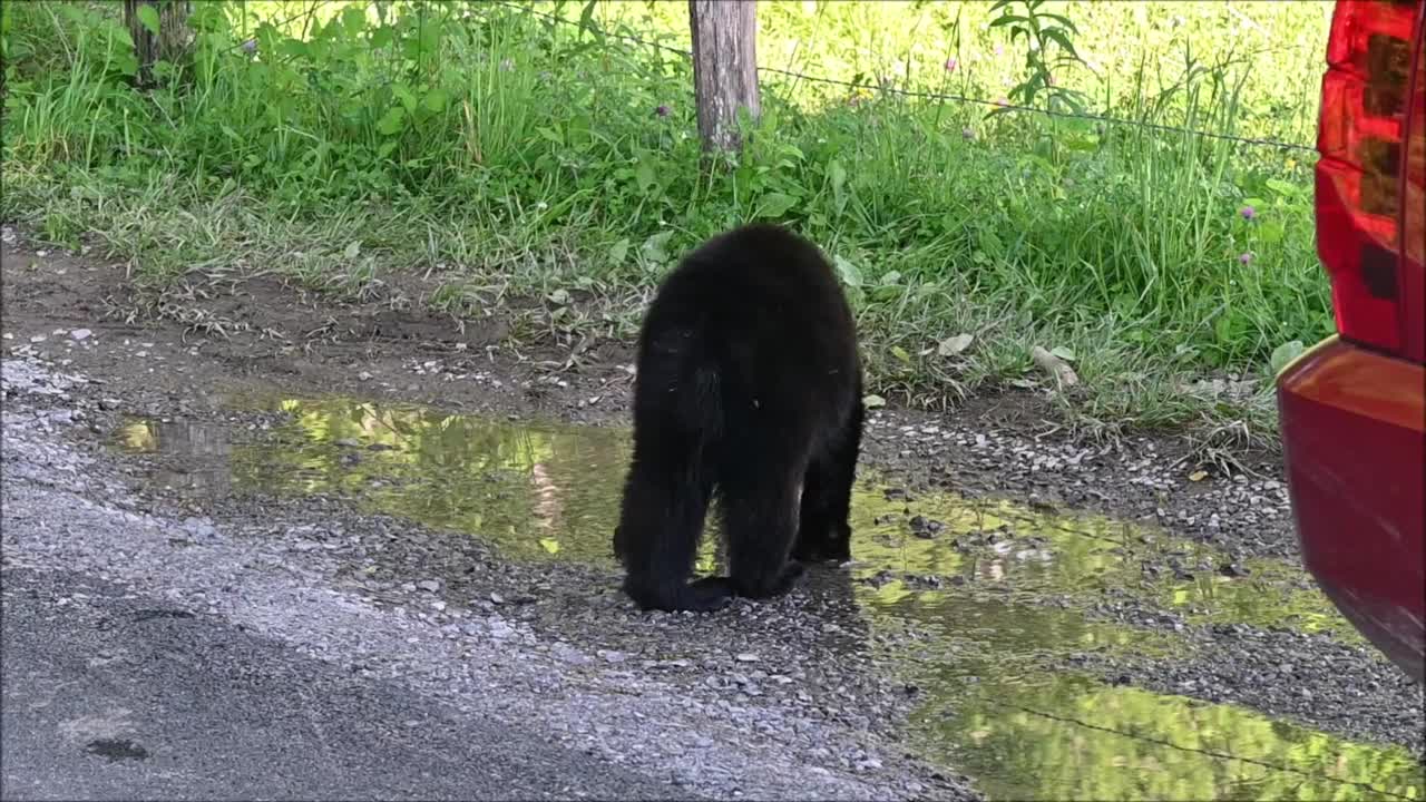 熊交叉路视频素材