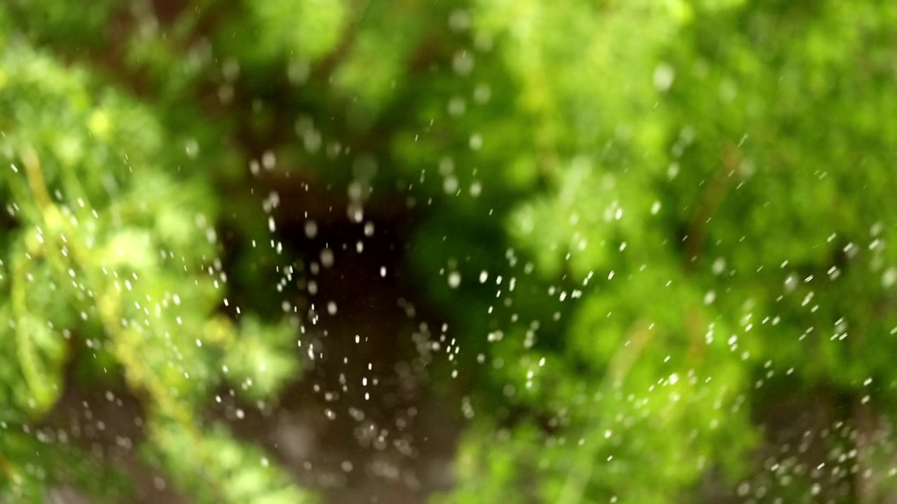 雨中有花的树枝视频素材