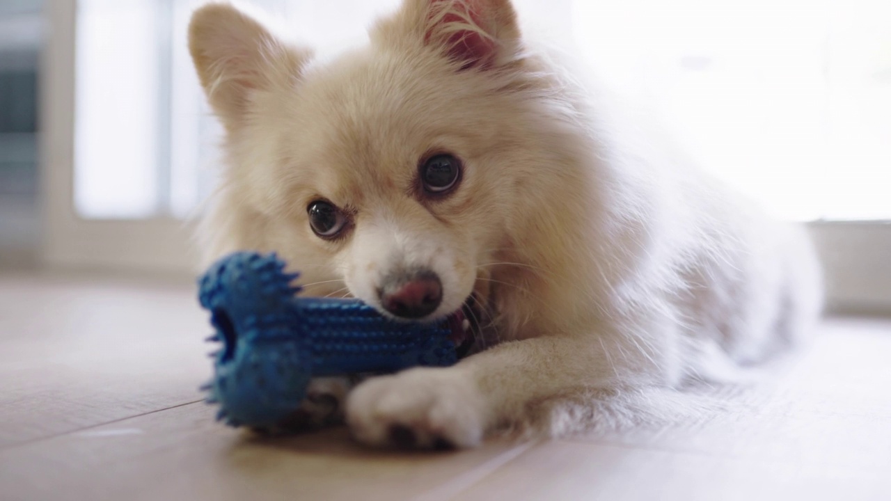 一个博美犬咬特写和玩硅胶骨玩具宠物在家里视频素材