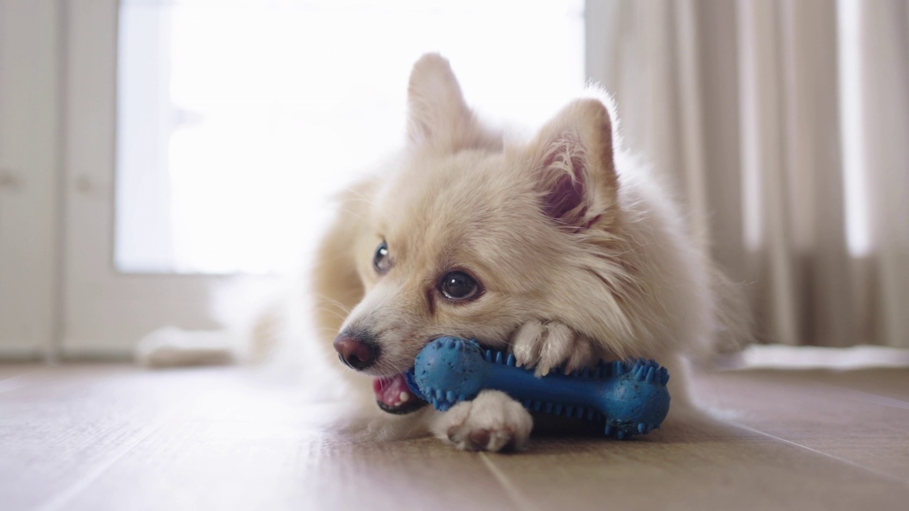 一只博美犬在家里咬和玩硅胶骨玩具视频素材