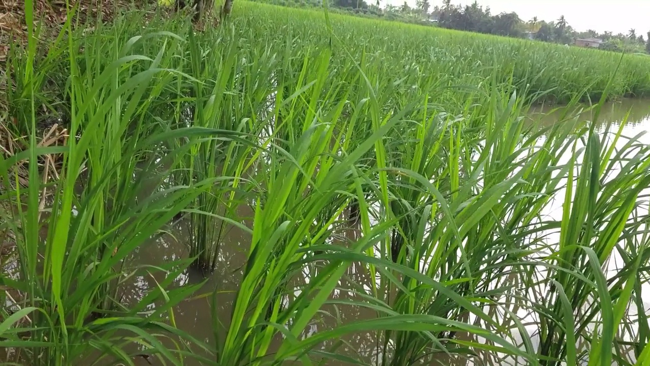 稻田水稻叶片在自然风的作用下轻微移动。视频素材