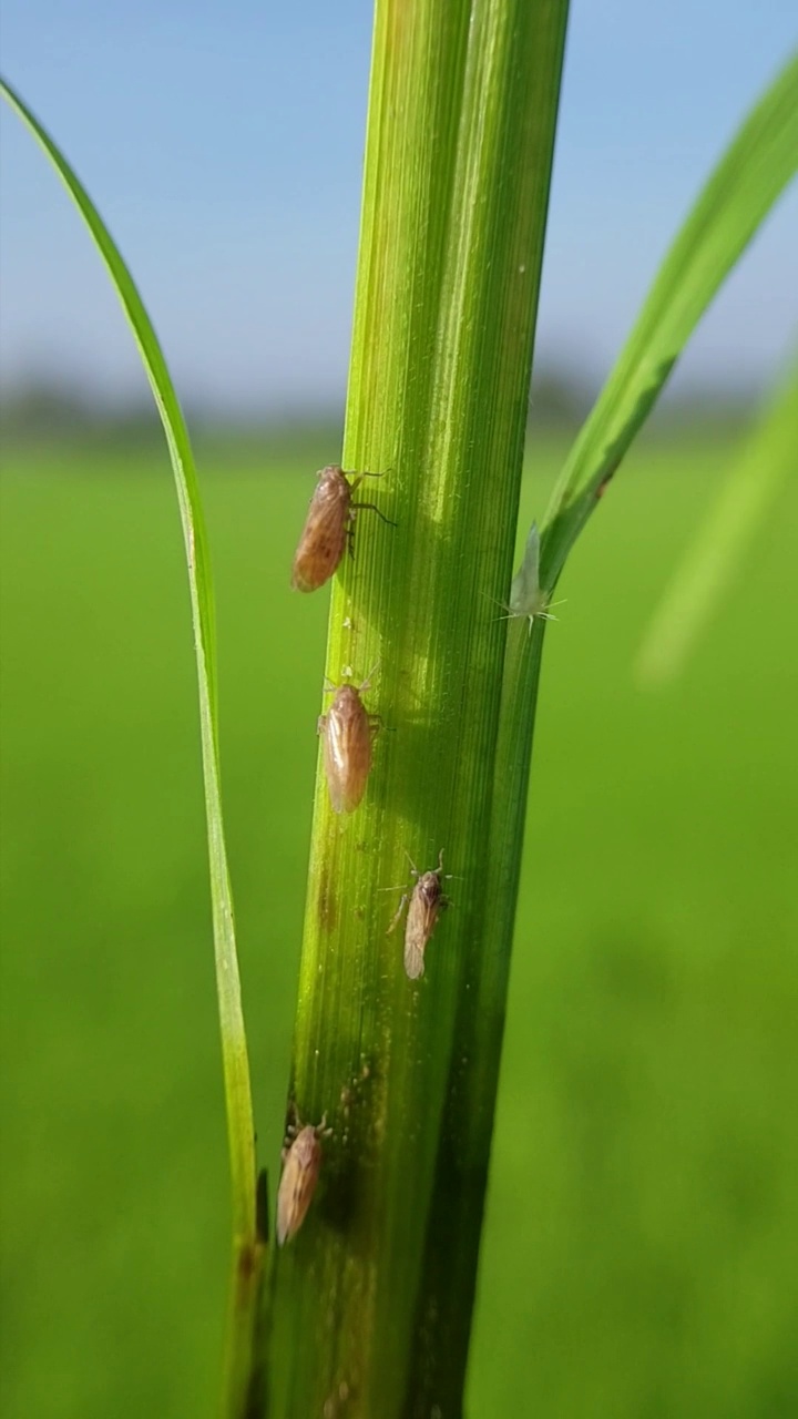 稻飞虱(Nilaparvata lugens)侵食水稻幼树。视频素材