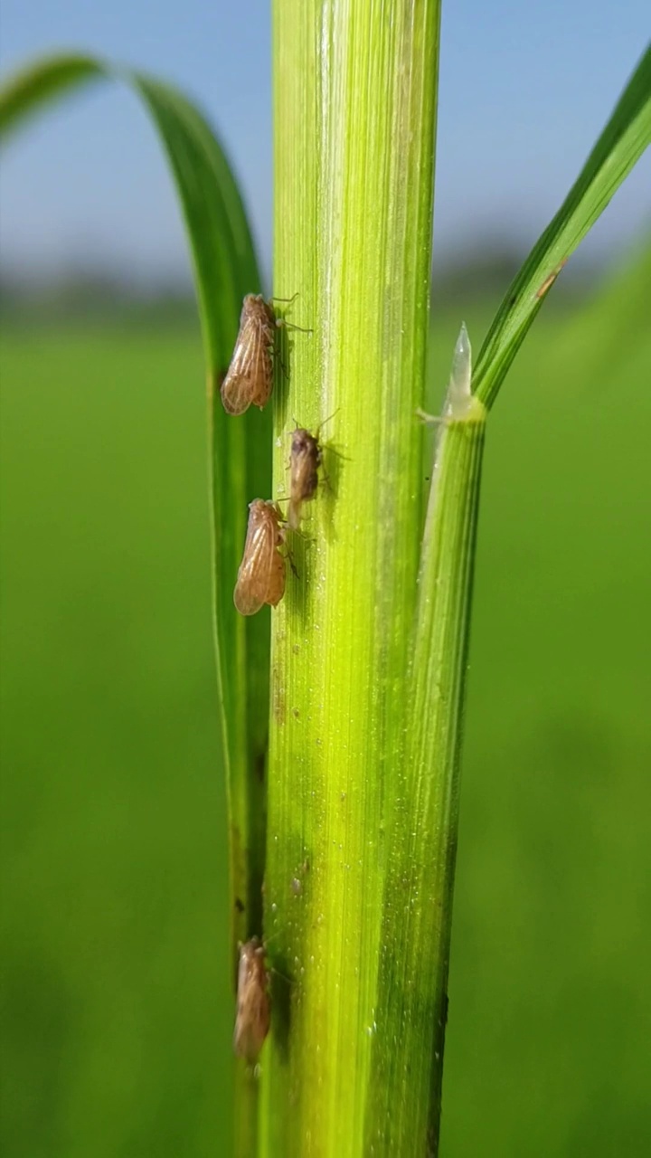 稻飞虱(Nilaparvata lugens)侵食水稻幼树。视频下载